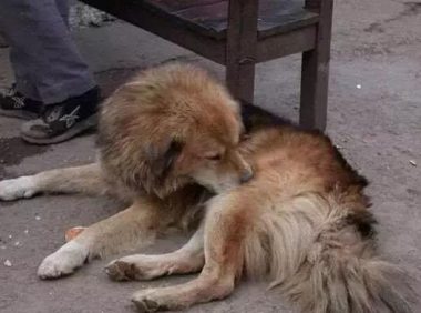 已经15岁的老狗即将死去！主人为它买来自己都舍不得吃的汉堡！