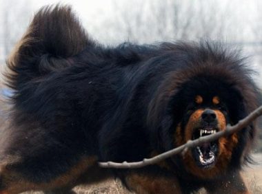 昔日身价过万的藏獒 | 昔日身价千万的藏獒，现如今沦为看门狗，无人问津的惨状让人惋惜