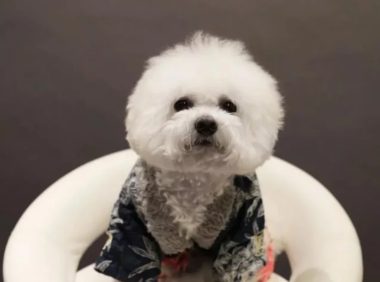 618首秀打破天猫历史纪录五只卡通比熊犬的惊人能量