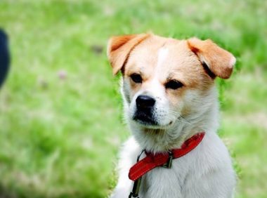 夫妻狗主的最后疯狂,不满宠物狗被驱赶,猛抽环卫工20余棍!