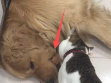 猫咪要想盗走金毛口中的食材，却把它吵醒了，狗狗赶快把食材吞进去