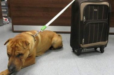 小狗连带“随身行李箱”被遗弃在火车站