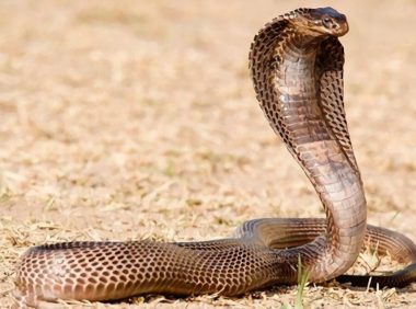 埃及眼镜蛇身份信息