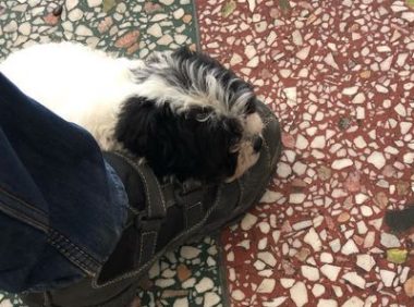 小流浪狗饿得眼馋直抱大腿，男子心软带回家，悉心照料后萌翻众人