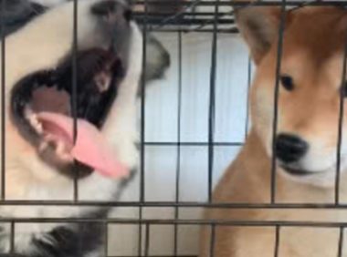 阿拉斯加在笼子里闹腾，柴犬一个举动让它瞬间老实，这是只狠狗！