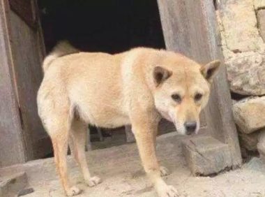 土狗伤痕累累跑回家，却還是被主人赶走…狗狗的反映令人心痛