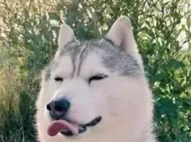 带着二哈去上班，突然同事跑过来说：你家的狗脑袋被门夹了