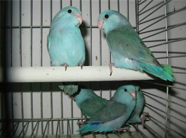 太平洋鹦鹉身份信息