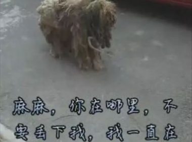 狗狗1年前被主人遗弃,狗狗却用实际行动证明余生都是你!