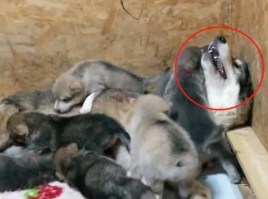 二哈怀了狼犬的宝宝，看着孩子有点不相信，跟它爸一样丑