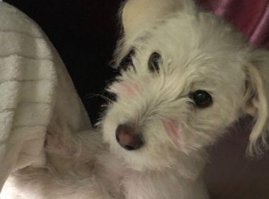 小奶狗被抛弃在超市大门口,它一等就是一天,再次相遇女孩心疼坏了