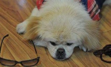 狗儿的磕肉味的救心丸 | 感动!那些狗狗衷心救主的故事