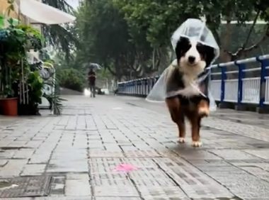 女子去狗咖找不到地方，老板派“店员”来接她