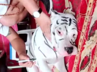 主人趁狗狗熟睡，在它的身上挥毫洒墨，公布后令人没法淡定从容