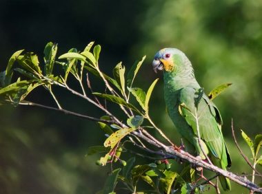 橙翅亚马逊鹦鹉身份信息