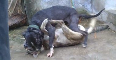 比特犬下乡爆打乡下狗,遭遇几十兄弟围堵复仇,媲美欧美大片