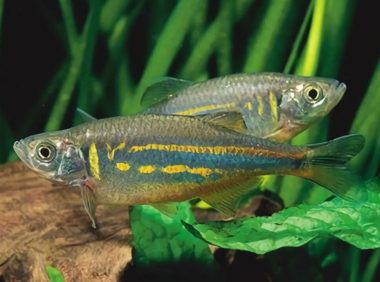 大斑马鱼身份信息