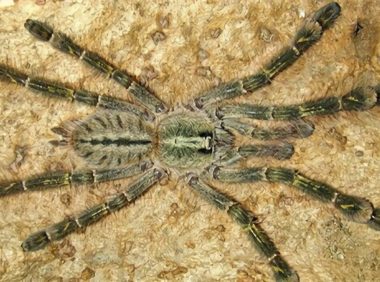 石板红华丽雨林身份信息