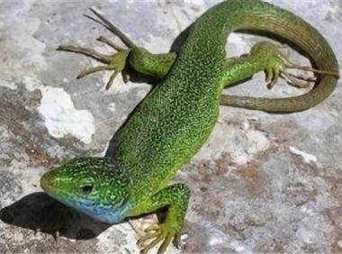 翡翠蜥身份信息