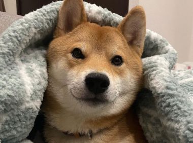 气温转冷了，狗狗先帮主人暖被窝，也太听话贴心了吧！