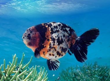 花兰寿身份信息