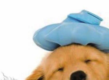 炎热夏季,德州宠物也“中暑”一周9只“中暑狗”就诊