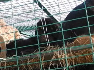 被抓进屠宰场的狗狗们，为何都不敢逃跑？背后的原因令人痛心