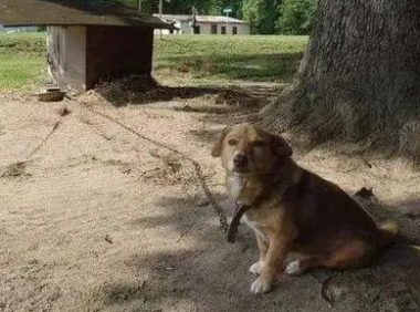 小男孩山谷走失44小时 陌生狗狗陪伴他充当行动暖炉