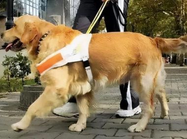 安阳王新刚落幕,总觉得少了点什么,那个纵狗咬人的女子哪去了?