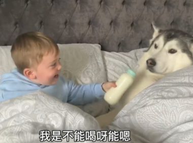 小主人赶跑了父亲，却要二哈哄它睡，还跟狗子共享牛乳喝