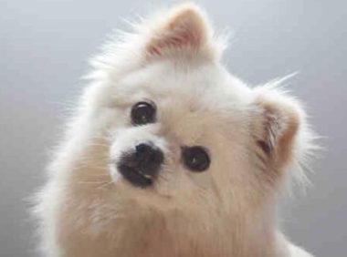 为什么主人家和狗狗讲话,狗狗一直歪着头看?陪你掌握喵星人的心里!