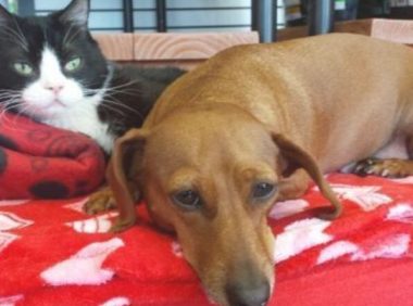 残废猫猫不可以单独存活，小狗为其“服务保障”，它俩的牵绊很奇特
