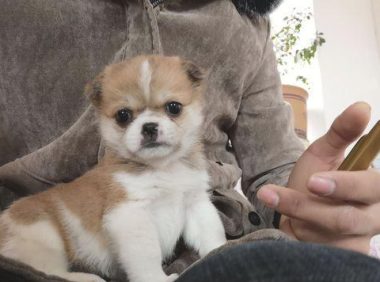 流浪小奶狗被主人丢走在路上,看着主人离开,小宝贝站起就追