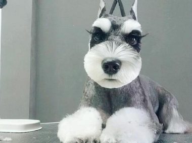 主人把小狗修得很美，眼睫毛纤长，大公狗变为小姑子凉！