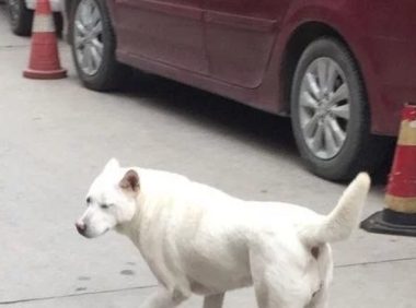 流浪小白狗一下摔了个狗啃泥,这行为女子看的尴尬症都犯了……