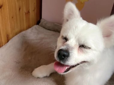 脏兮兮的狗狗，被一根烤肠改变命运，带回家后它每天守在主人身边