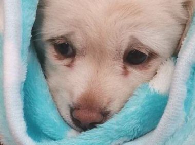 流浪狗一不小心撞倒路人，小伙拎着就摔在地面，女生这时候气坏掉