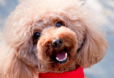 狗狗和主人抢儿童滑板车，快到小宝宝都追赶不上，网民：怕是要修炼成仙了