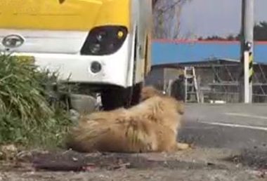 狗狗每天都跑去公交站台,刮风下雨也不例外,原因让人感动