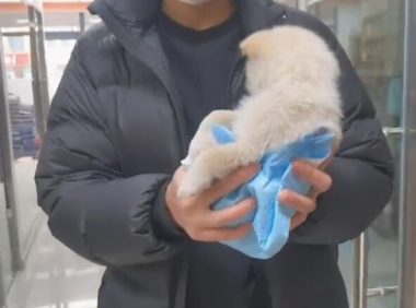 仅2个月大的小奶狗,不知道为什么竟被丢在楼梯道里
