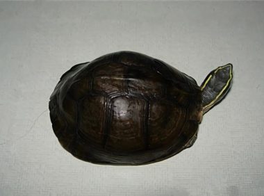 安布闭壳龟身份信息