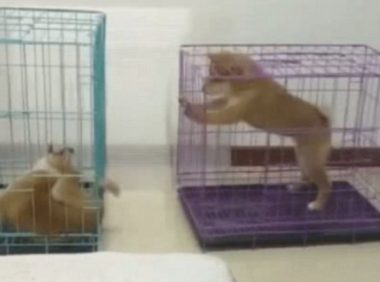 柴犬总喜欢玩金毛的小尾巴，主人无可奈何将他们分离，接下去一幕会亮！