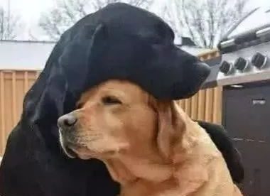 狗狗被主人抛弃,同伴将它紧紧搂在怀里:别怕,有我在