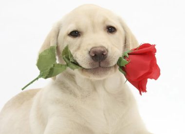 狗狗洗澡完眼睛睁不开怎么回事