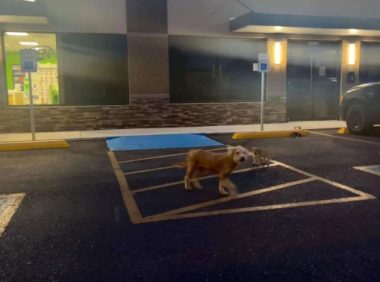 流浪狗发现了一窝小狗后就收养了它们…