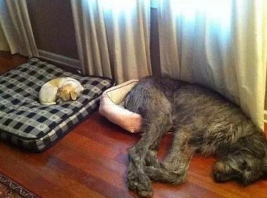 当狗狗遇到喵星人以后,显著就怂了,太搞笑了!