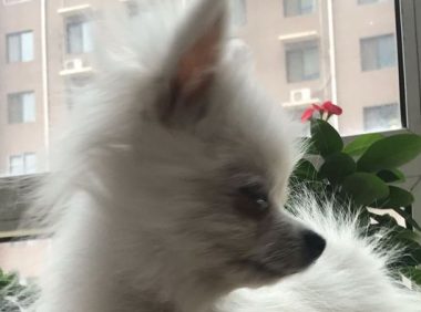 小狗被主人家抛弃，仅因它的毛量很差，网友感觉它挺讨人喜欢决策收留