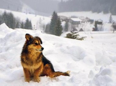 寒冬里的流浪狗，与备受宠爱的家犬相比，取暖的方式太让人心疼