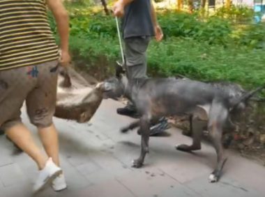 重庆一小区野猪出没被猎犬咬死，林业局：已无害化处理