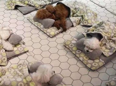 狗狗上学被要求午睡，睡觉场景像幼儿园小朋友一样可爱